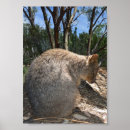 Search for quokka art Marsupial