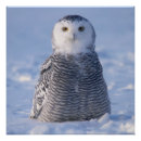 Recherche de snowy owl posters Oiseau