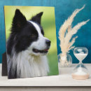 Search for collie plaques Pet