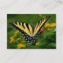 Recherche de papillon machaon cartes visite Faune