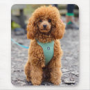 Recherche de poodle gifts Chiots