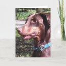 Search for doberman christmas cards Dobie