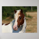 Recherche de tireur posters Cheval