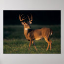 Recherche de cerf virginie posters Buck