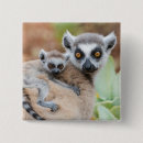 Search for lemur accessories Ring tailed lemur