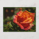 Search for smells postcards Flowers