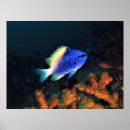 Search for damselfish Reef