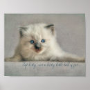 Search for ragdoll posters Kitten