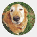 Search for good boy stickers Dog