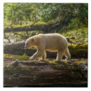 Search for bear tiles Gordon illg