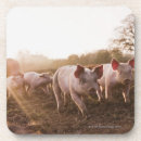 Search for piglet coasters Baby animals