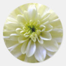 Recherche de fleur de chrysanthème autocollants Chrysanthèmes