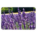 Recherche de lavande magnets Été