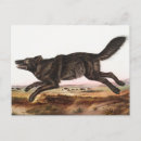 Search for watercolor wolf postcards Vintage