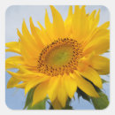 Search for sunflower seals stickers Yellow sunflowers