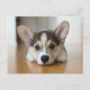 Recherche de corgi cartes postales Pembroke welsh corgi