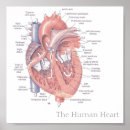 Search for human heart posters Anatomy
