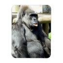 Recherche de gorilles magnets Primate