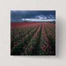Recherche de rose de tulipe badges Printemps