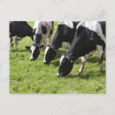 Search for grazing cows postcards Agriculture