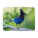 Recherche de chantant magnets Oiseau