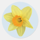 Search for spring daffodil stickers Yellow