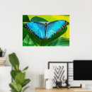 Search for blue morpho butterfly posters Insect