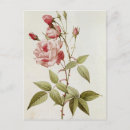 Recherche de rosaries cartes postales Botanique