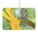 Search for longwing Nature