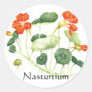 Search for nasturtium stickers Orange