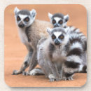 Search for lemurs barware Nature