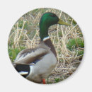 Search for anas magnets Mallard duck