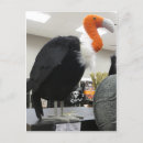 Recherche de vautour cartes postales Buzzard
