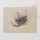 Search for webs postcards Spiders