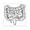 Recherche de intestin Doctor