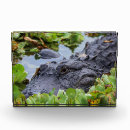 Recherche de alligator photographie Floride