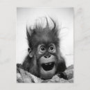 Search for black monkey postcards Cute