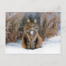 Recherche de chat neige cartes postales Animaux