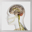 Recherche de neurosciences posters 3d