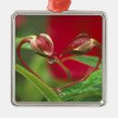 Search for dropping ornaments Flower