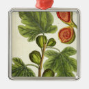 Search for fig ornaments Botanical