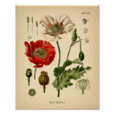 Recherche de papaver posters Fleur
