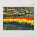 Recherche de keukenhof cartes postales Holland
