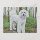 Search for golden doodle postcards Poodle