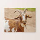 Search for goat puzzles farm animal