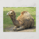 Recherche de dromadaire cartes postales Chameau