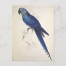 Recherche de oiseau perroquet cartes postales Nature