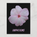 Search for impatiens postcards Garden