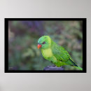 Recherche de perroquet vert posters Nature