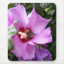 Search for shrub electronics Flowers